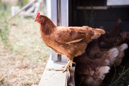 15__IM_1204_Huhn_450x300