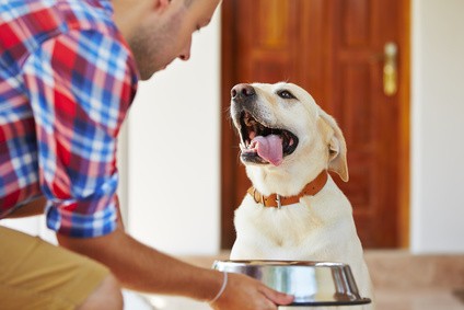 Mann gibt Hund einen Napf mit Futter