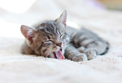 kleine getigerte Katze liegt schlafend auf einer Decke und gähnt