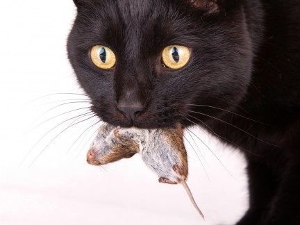 Fotolia_68936879_Subscription_Monthly_M-2225596b9d34b9c108dfa538b0911a0c