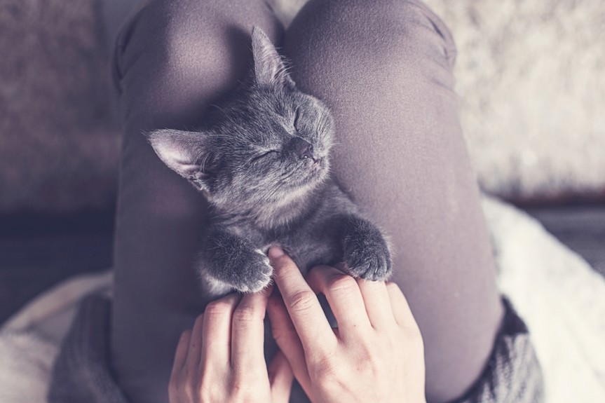 graue Katze liegend mit dem Rücken auf den Schoss eines Menschen. Katze wird am Bauch gekrault