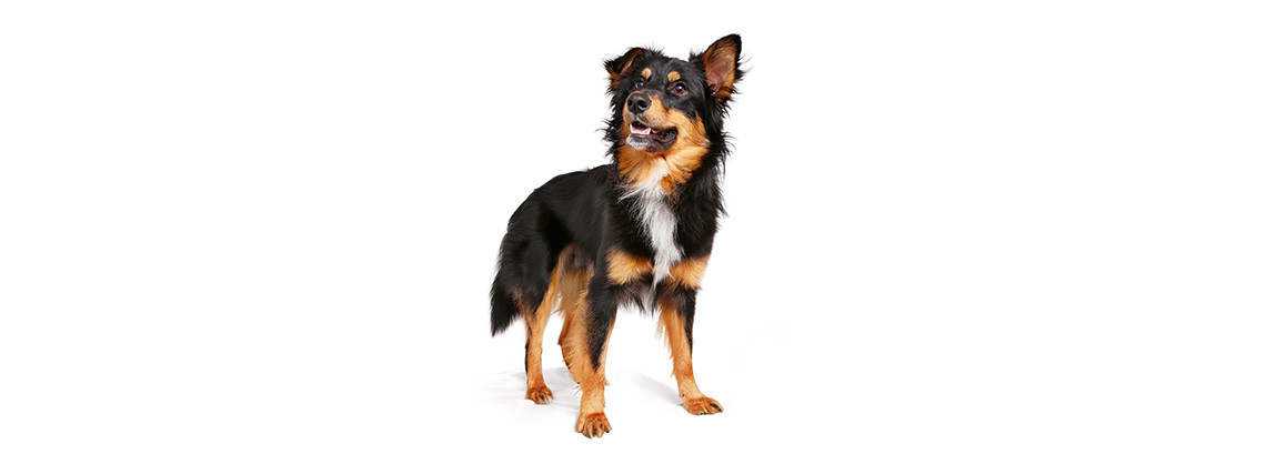 Hund