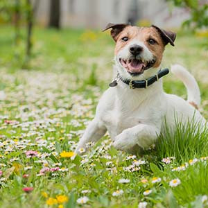 Hund läuft durch Wiese mit blühenden Löwenzahn